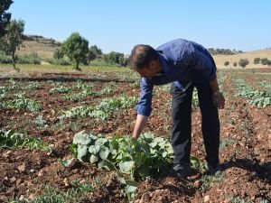 Yetiştirdikleri kavun karpuzlar geçim kaynakları oldu