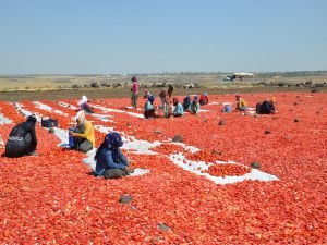 Çiftçiler: Kazancımız emeğimizin karşılığı değil!