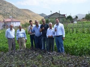 Yerli tohumlar güvence altında