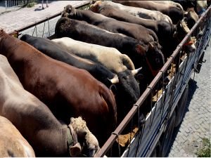 Kurbanlık Hayvanlarda bulunmaması gereken kusurlar