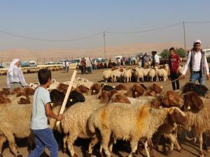 Şanlıurfa hayvan pazarlarında hareketlilik başladı