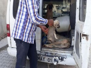 Hilvan’da başıboş köpeklerin bir kısmı toplatıldı