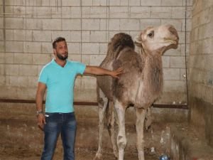 Yıl boyunca yetiştirdiği develeri bayramda satışa çıkarıyor