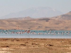 Erçek Gölü'nde flamingoların görsel şovu