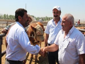 Van’da kurbanlık pazarı hareketlendi