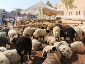 Şanlıurfa'da kurbanlıklar şehre indi