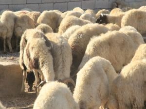 Diyarbakır’da kurbanlıklar kesilmeye başladı