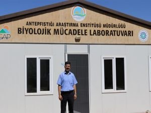 Antep fıstığı zararlısıyla biyolojik yöntemle mücadele edilecek