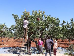 ​Fıstığın başkentinde hasat dönemi