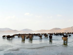 Hayvanlarını gölde otlatıyorlar