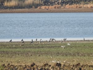 Hevsel Bahçeleri barındırdığı kuş türleriyle dikkat çekiyor