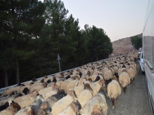 Yaylalardan dönen hayvanlar sürücülere zor anlar yaşatıyor