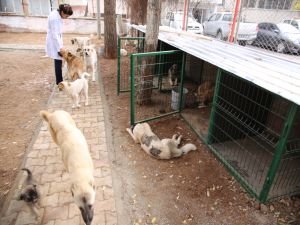 Kedi Ve Köpeklere Yeni Barınaklar Yapıldı