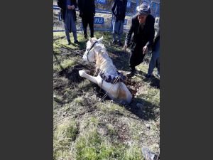 Çukura düşen at itfaiye tarafından kurtarıldı