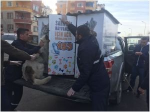 Sahipsiz köpekler aşılanıp, küpeleniyor