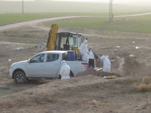 Mardin'de kuş gribinden 609 kanatlı hayvan itlaf edildi