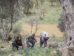 Ege’nin Zeytinyağı İmecesi Başladı