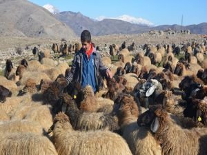 Hayvan besicilerini kuraklık endişesi sardı