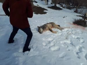 Köye inen aç kurt köpeklerin saldırısına uğradı