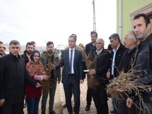 Çiftçilere “Mezrone üzümü” fidesi dağıtıldı