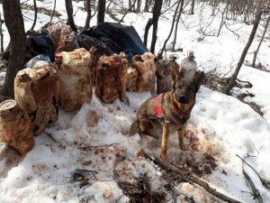 Tuzaklanmış 150 kilo patlayıcı imha edildi