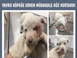 Yavru köpeğe erken müdahale göz kurtardı