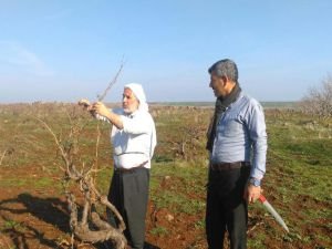 Siverek’te bağ budama zamanı başladı