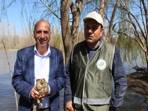 Dicle Nehri civarında yaralı baykuş bulundu