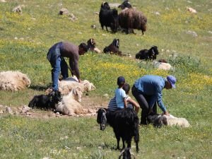 Koyun kırkma dönemi başladı