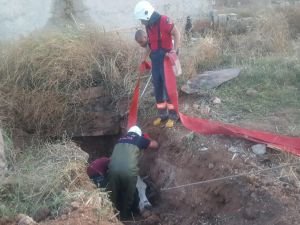 Lağım çukuruna düşen inek kurtarıldı