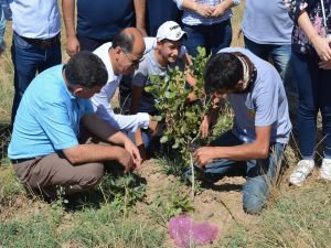 Fıstık çöğürü aşılaması yapıldı