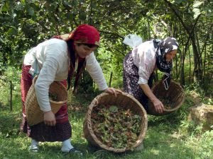 Fındıkta hasada doğru