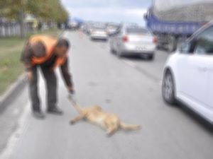 Vicdansız sürücü köpeğe çarpıp kaçtı