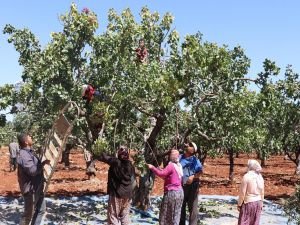 Antep fıstığı üreticileri fiyatlardan memnun değil