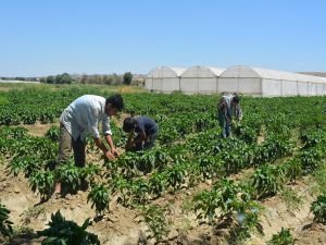 Geçimlerini toprağı işleyerek sağlıyorlar