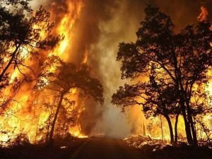 California’da 50 bin kişi evinden oldu