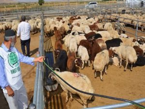 Umut Kervanı kestiği kurbanlarla muhtaçların yüzünü güldürecek