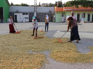 Fıstık işletmelerinde hummalı çalışma