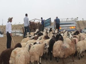 Van’da kurbanlık pazarı hareketlenmeye başladı