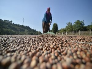 Bayraktar: Fındıkta fiyat 15 liranın altında olmamalı