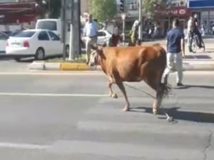 Kaçan kurbanlık sahibine zor anlar yaşattı