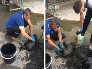 Petrol çukuruna düşen yavru köpekler kurtarıldı