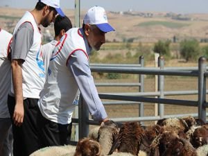 Yetimler Vakfından kurban kesimi