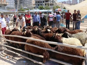 Hayvan yetiştiricileri çifte bayram yaptı