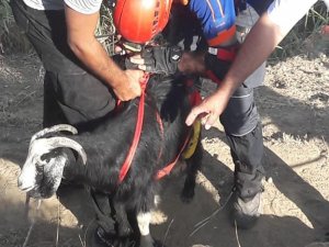 Kayalıklarda mahsur kalan keçi kurtarıldı