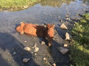 Bataklığa saplanan at itfaiye tarafından kurtarıldı