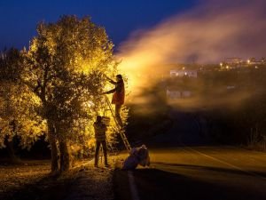 "Zeytin Diyarı Altınözü" fotoğraf yarışması sonuçlandı