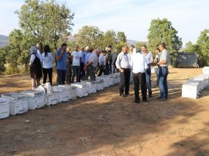 Toplu arı ölümleri hakkında rapor yayımlandı