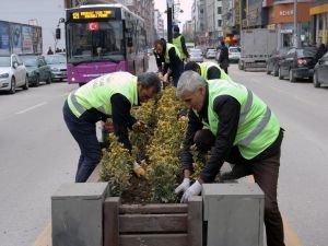 Van’da 100 bin lale ve sümbül soğanı ekildi