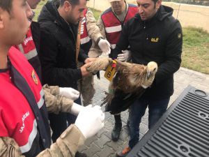 Şanlıurfa’da nesli tükenen "Kızıl Akbaba" bulundu